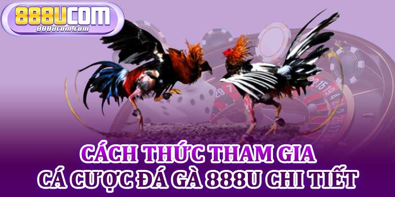 Cách Thức Tham Gia Cá Cược Đá Gà 888u Chi Tiết