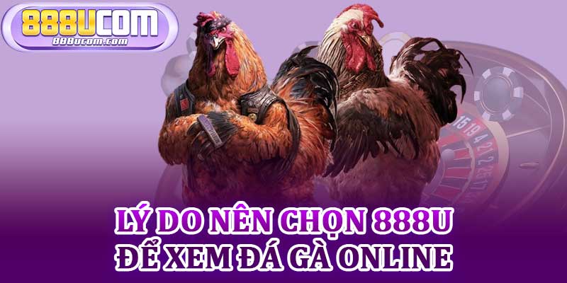 Lý Do Nên Chọn 888u Để Xem Đá Gà Online