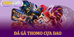 Đá Gà Thomo Cựa Dao