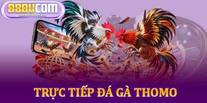 Trực Tiếp Đá Gà Thomo